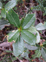 Berberis ilicifolia