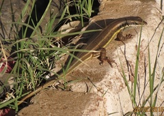 Trachylepis quinquetaeniata