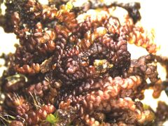 Frullania pentapleura