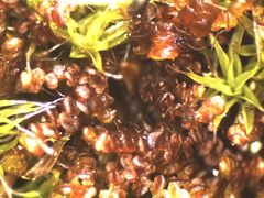 Frullania pentapleura