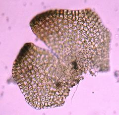 Frullania pentapleura