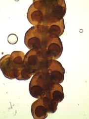 Frullania pentapleura