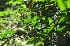 Pereskia