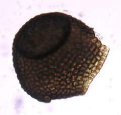 Frullania pentapleura
