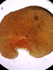 Frullania pentapleura