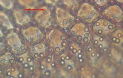 Frullania pentapleura