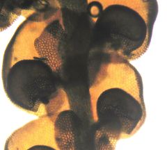 Frullania pentapleura