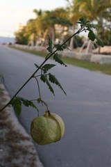 Cardiospermum corindum