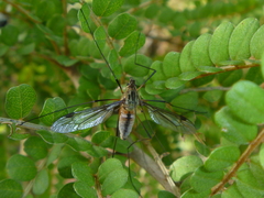 Leptotarsus vulpinus