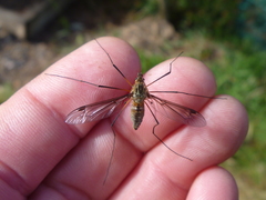 Leptotarsus vulpinus