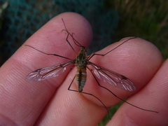 Leptotarsus vulpinus