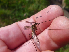 Leptotarsus vulpinus