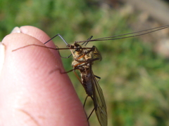 Leptotarsus vulpinus