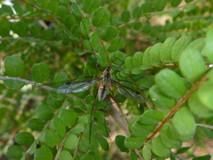 Leptotarsus vulpinus