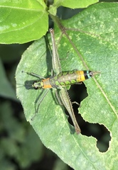 Paramastax rosenbergi