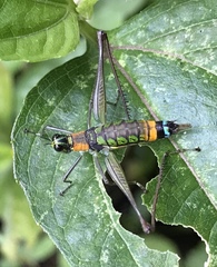 Paramastax rosenbergi