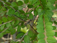Leptotarsus vulpinus