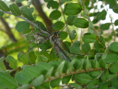 Leptotarsus vulpinus