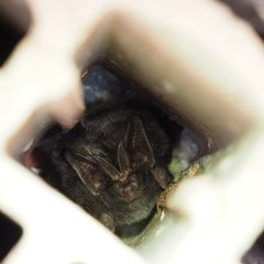 Barbastella barbastellus