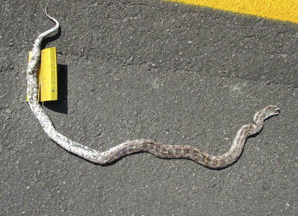 Prairie Kingsnake From Lyon County KS USA On September 4 2023 At 03 prairie-kingsnake-from-lyon-county-ks-usa-on-september-4-2023-at-03