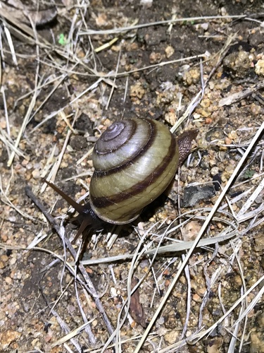 Lamprellia zebina observed 2020-06-05