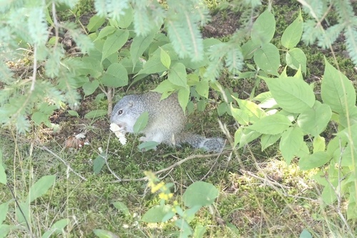 Franklin's Ground Squirrel, Gooseberry Falls State Park, Two Harbors, MN, US, photo 7 of 10