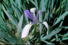 Iris lactea