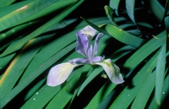 Iris lactea
