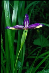 Iris graminea