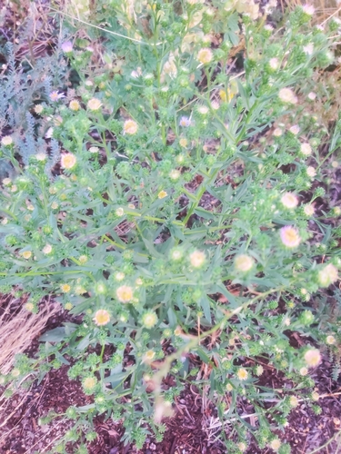 Image of Symphyotrichum bracteolatum by no rights reserved