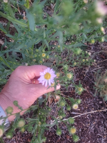 Image of Symphyotrichum bracteolatum by no rights reserved