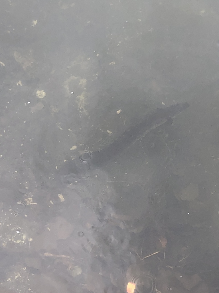 Giant mottled eel