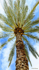 Phoenix dactylifera