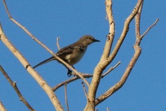 Mimus polyglottos image