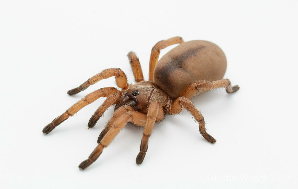 Barychelinae