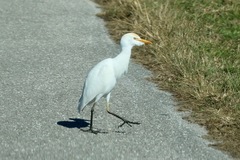 Bubulcus ibis image