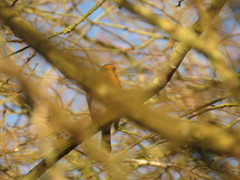 Erithacus rubecula