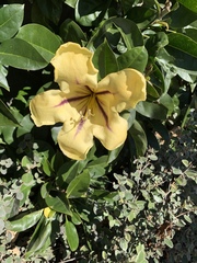Solandra