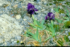 Iris lutescens