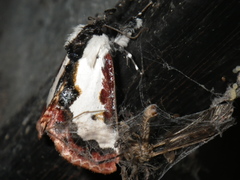 Eudryas brevipennis