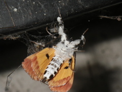 Eudryas brevipennis