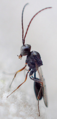 Anacharitinae
