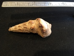 Cerithideopsis californica