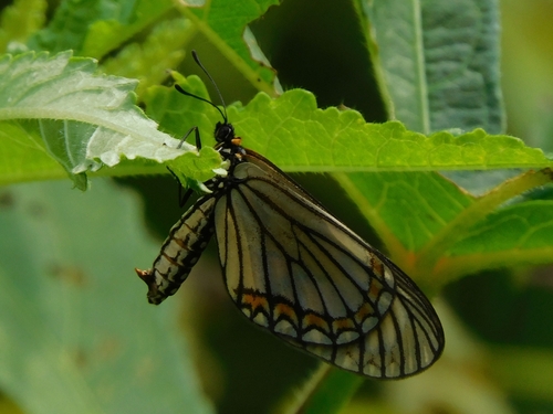 Yellow Coster
