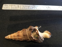 Cerithideopsis californica