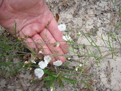 Stylisma pickeringii