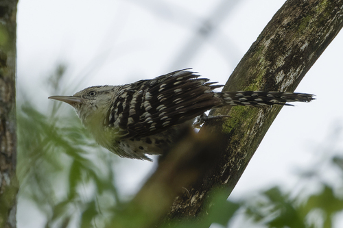Stripe-backed Wren (Campylorhynchus nuchalis), photo 5