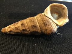 Cerithideopsis californica