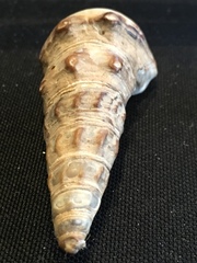 Cerithideopsis californica