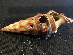 Cerithideopsis californica